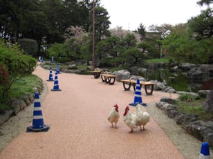 水城公園　ニワトリ・４