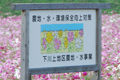 下川上地区コスモス・２