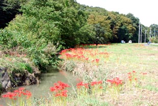 平塚新田・和田吉野川ヒガンバナ080923