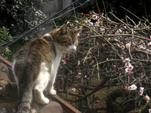 猫の梅見・２
