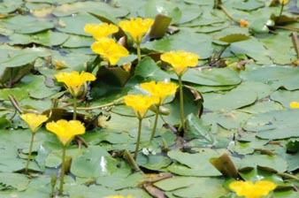 古代蓮公園080627・５