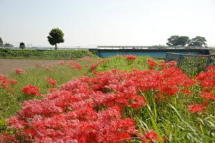 万吉・和田吉野川ヒガンバナ071007