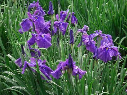 別府沼公園ハナショウブ・２