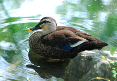 別府沼公園　カモちゃん