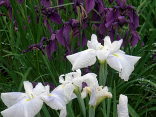 別府沼公園ハナショウブ・３