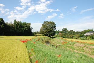 楊井・和田川ヒガンバナ080923・１