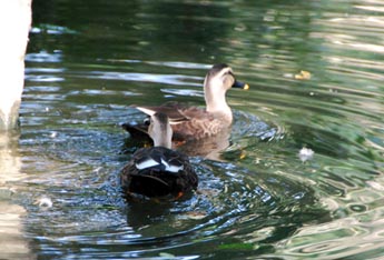 別府沼公園のカモ４