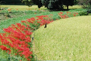楊井・和田川ヒガンバナ080923・２