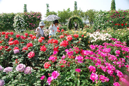 道の駅めぬまバラ2011.5.20・２