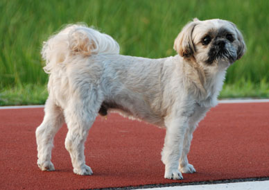 別府沼公園　わんちゃん