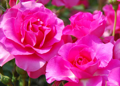 道の駅めぬまバラ2011.5.20・３