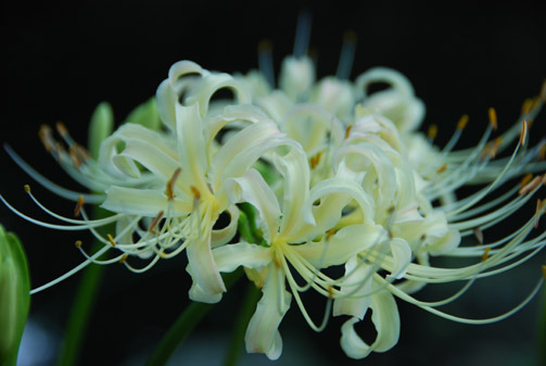 別府沼公園　白彼岸花090905・１