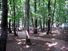 農林公園の日陰・３.JPG