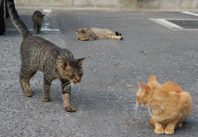 聖天様の猫・２