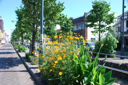 星川通りキバナコスモス・２