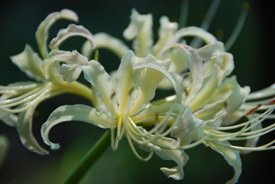 別府沼公園　白彼岸花090905・２