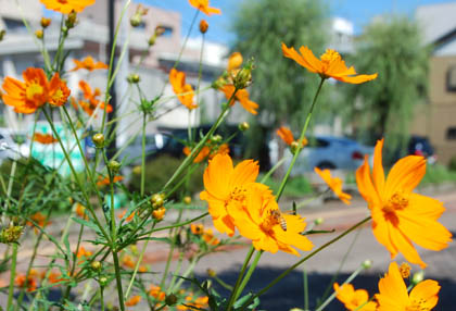 星川通りキバナコスモス・３