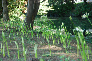 別府沼公園　白彼岸花090905・３