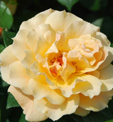 道の駅めぬまバラ2011.5.20・６