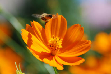 星川通りキバナコスモス・４