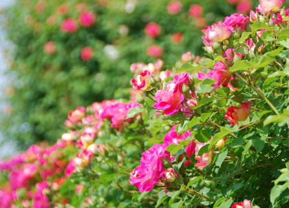 道の駅めぬまバラ2011.5.20・７