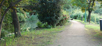 別府沼公園　白彼岸花の場所・２