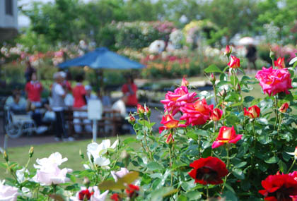 道の駅めぬまバラ2011.5.20・８