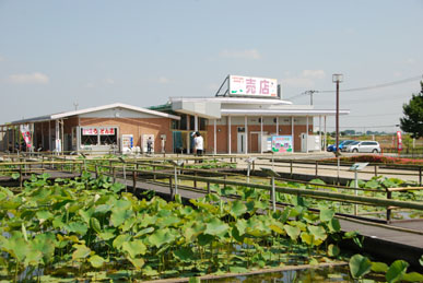 古代蓮公園・２