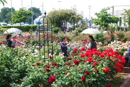 道の駅めぬまバラ2011.5.20・９