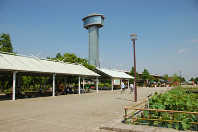 古代蓮公園・４