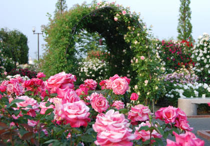 道の駅めぬまバラ2011.5.21