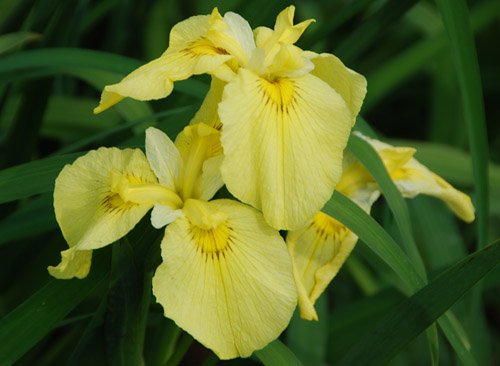 別府沼公園菖蒲2010.6.11・１