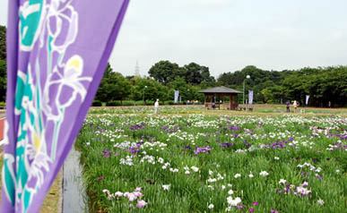 別府沼公園菖蒲2010.6.11・２