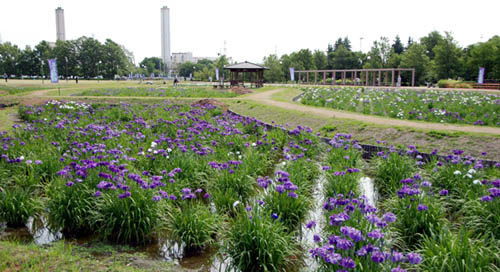別府沼公園菖蒲2010.6.11・３