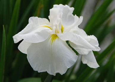 別府沼公園菖蒲2010.6.11・４