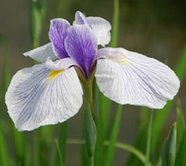 別府沼公園菖蒲2010.6.11・５