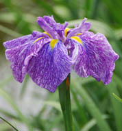 別府沼公園菖蒲2010.6.11・６