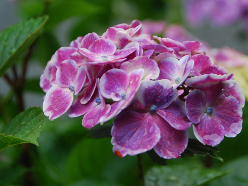 保安寺あじさい2011・１