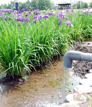 別府沼公園菖蒲2010.6.11・７