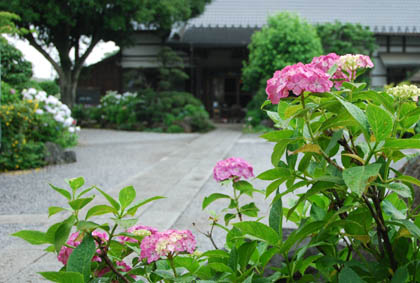 保安寺あじさい2011・３