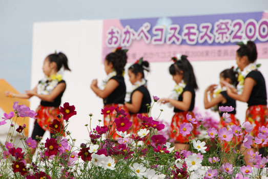 おかべコスモス2008・１