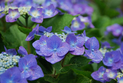 保安寺あじさい2011・４