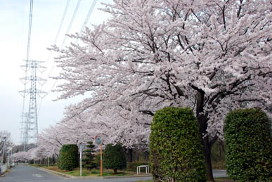 いなげや脇の桜