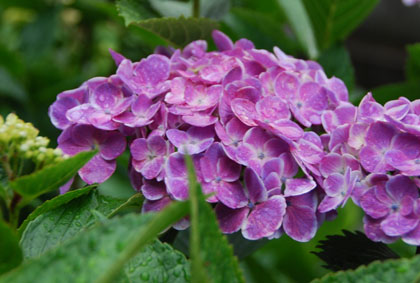 保安寺あじさい2011・５