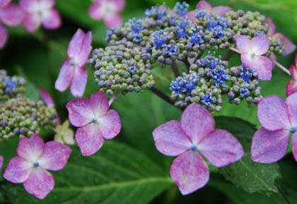 保安寺あじさい2011・６