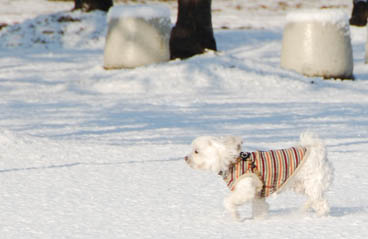 雪の別府沼公園・４