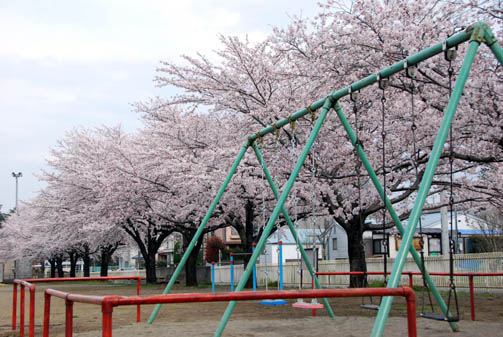 江南　山神公園の桜・１