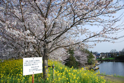 切所沼2011.4.10・２