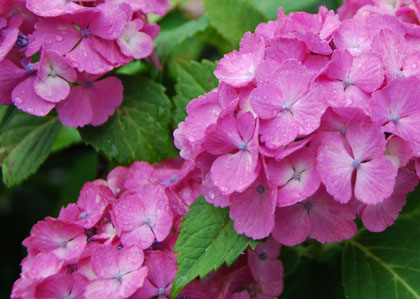 保安寺あじさい2011・７