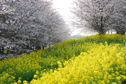 切所沼2011.4.10・３